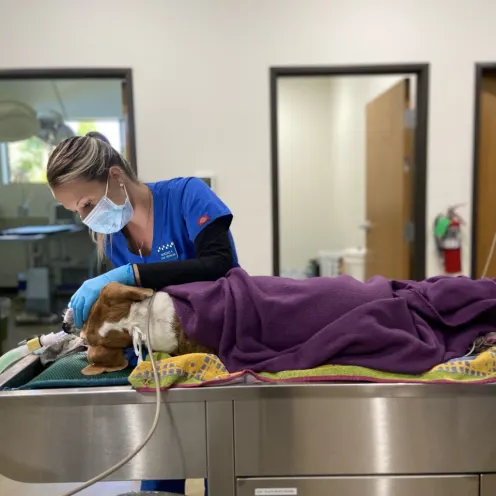 Veterinary staff member attending to a brown and white medium-sized dog laying on the exam table at The Ark Veterinary Clinic